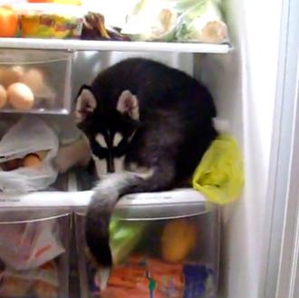 Cosas que hacen los perros cuando hace calor... 