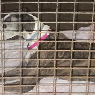 Entran en la protectora Palma Perruna, en Huelva, y asesinan …