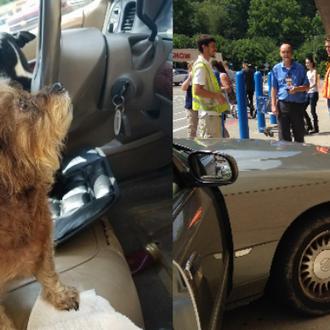  Problemas inesperados al dejar a un par de perros aventureros …