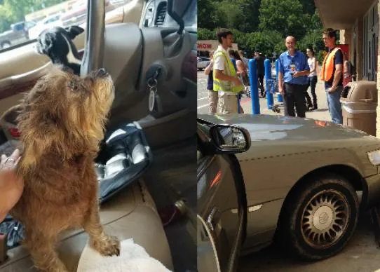  Problemas inesperados al dejar a un par de perros aventureros dentro de un coche