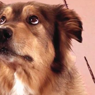 Versión canina (y gatuna) de Gotye y su 
