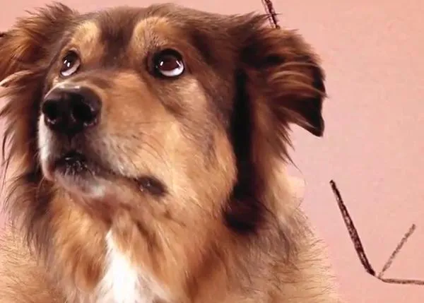 Versión canina (y gatuna) de Gotye y su 