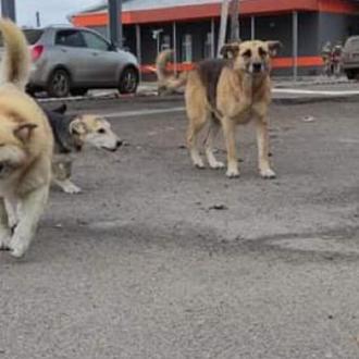 Los perros de Chernóbil por fin han podido recibir alimentos …