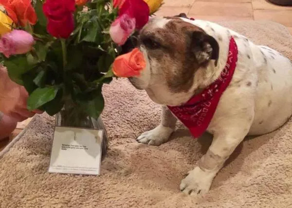 ¿Te imaginas que tu pareja envía un ramo de flores a tu casa y no es para ti, sino para tu perro?