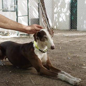 Freesoul, un proyecto de ayuda bidireccional entre perros abandonados y …