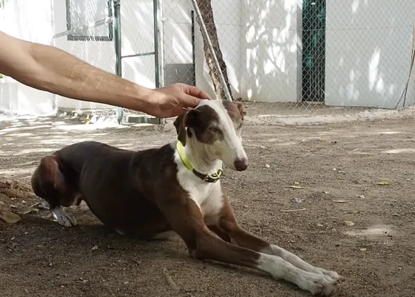 Freesoul, un proyecto de ayuda bidireccional entre perros abandonados y personas en la cárcel