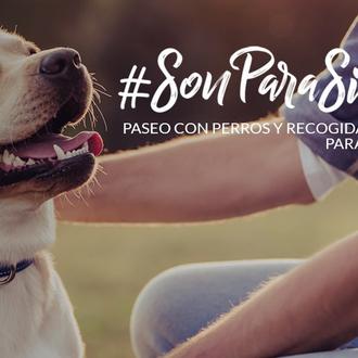 PACMA organiza recogidas de alimentos y mantas para protectoras en …