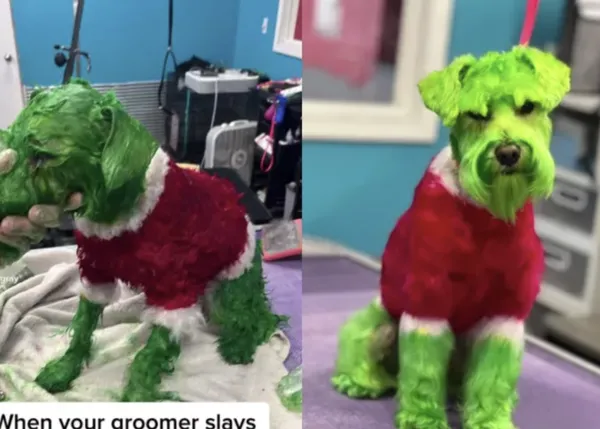 Tiñe a su perro de verde y rojo por Navidad para que su Schnauzer parezca el Grinch