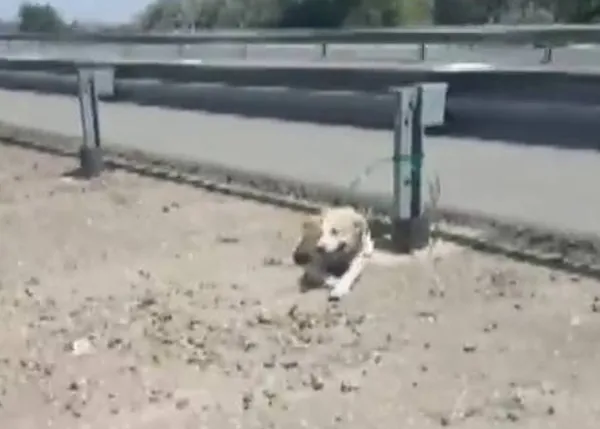 Rescatan a una perra abandonada atada al quitamiedos de una autovía de Córdoba, a 40ª