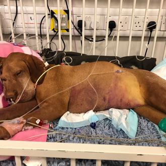 Una perra muere tras comer unos brownies con xilitol, el …