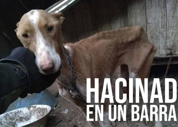 PACMA denuncia las terribles condiciones en las viven muchos perros de caza en Canarias