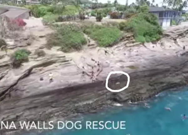Impactante rescate de un perro que cae al mar desde un acantilado, empujado por una gran ola