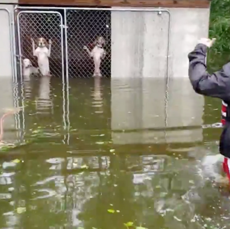 Emocionantes rescates de perros a punto de ahogarse tras el …