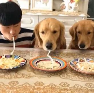 Humanos vs perros en la carrera por terminar un plato …