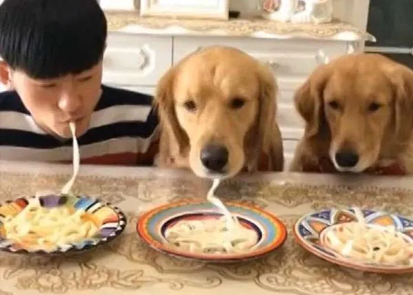 Humanos vs perros en la carrera por terminar un plato de espagueti