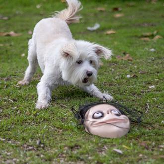 Petardos, truenos y perros: claves sobre qué hacer para ayudar …