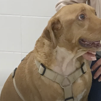 Un perro se recupera de una anemia grave gracias a …