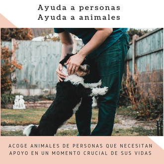 FEEL, los ángeles guardianes de personas con animales, de animales …