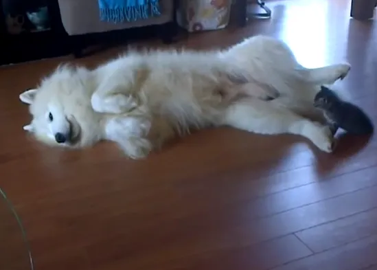 Amistades gatuno-perrunas: el minino y el samoyedo