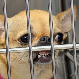 Humor veterinario: una clínica hace vídeos (muy) virales sobre las …