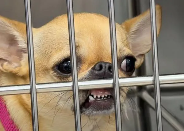 Humor veterinario: una clínica hace vídeos (muy) virales sobre las diferencias entre los Pit Bulls y los Chihuahuas
