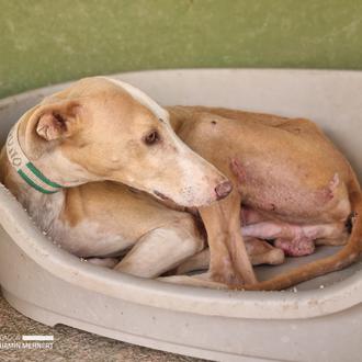 585 perros, 50 hospitalizados, unos 300 pendientes de ser castrados …