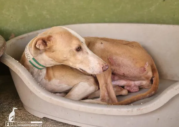 585 perros, 50 hospitalizados, unos 300 pendientes de ser castrados: el día a día en Fundación Benjamín Mehnert