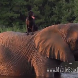 Amistades improbables pero ciertas: una elefante y una perra