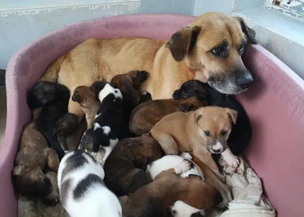 Progape Ourense se hace cargo de 19 cachorrotes abandonados de la peor manera: dentro de una bolsa, en un desagüe...