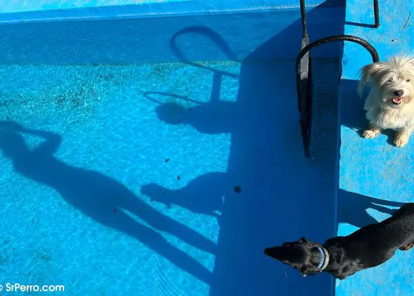 Planes solidarios para perri-nutrias: Chapuzón Perruno en Rivas y ¡Al Agua Patas! en Daganzo