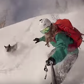 Las felices aventuras de un perro en la nieve: Yoda …