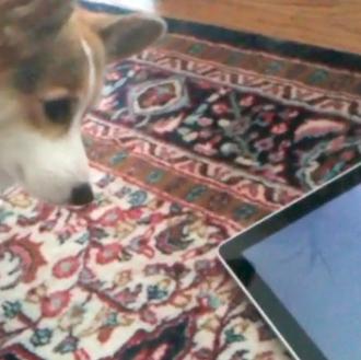 Los perros y el iPad, una amistad ¿inesperada?