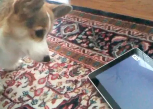 Los perros y el iPad, una amistad ¿inesperada?