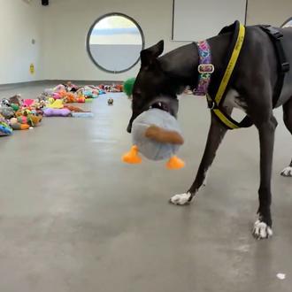 La felicidad contagiosa de los perros de una protectora eligiendo …