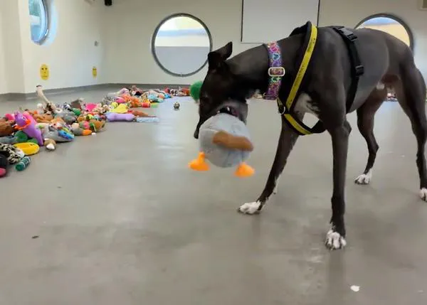 La felicidad contagiosa de los perros de una protectora eligiendo sus regalos de Navidad: Santa Paws 2025