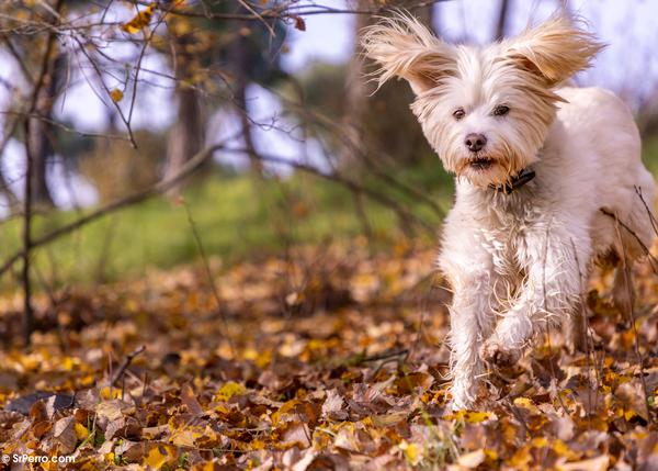 bienestar y la trazabilidad de perros. bienestar y la trazabilidad de perros.