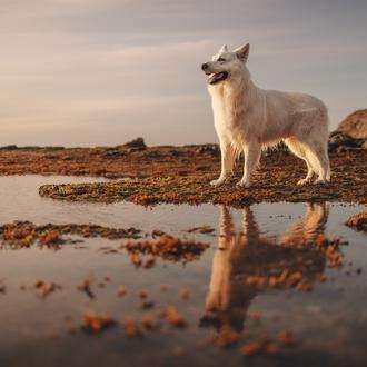 ¡Se buscan perros y gatos para un proyecto de fotografía …