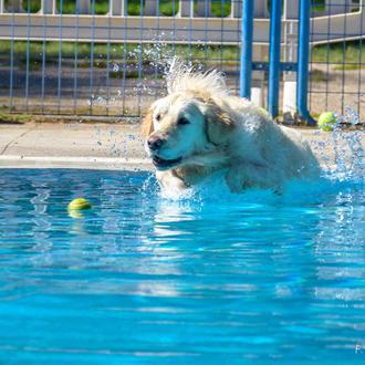 ¡Al Agua Patas!, el evento más guau para perros, perri-nutrias …