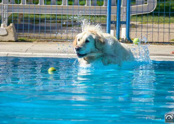 ¡Al Agua Patas!, el evento más guau para perros, perri-nutrias y personas solidarias es el 14 de septiembre en Daganzo