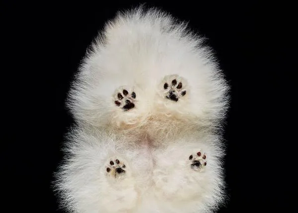 Fotografía perruna con arte y humor: canes  (y gatos y caballos) retratados desde abajo