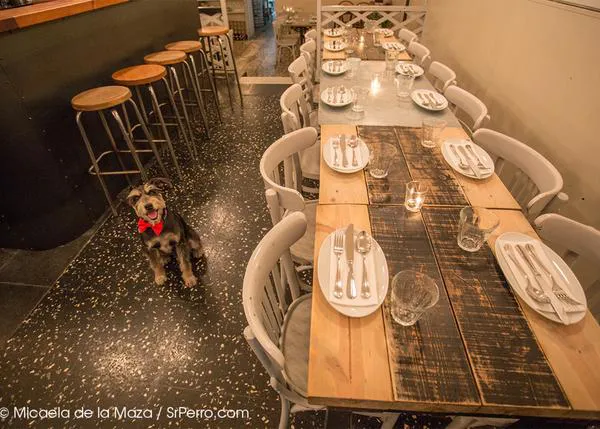 ¡Vivan los lunes! cuando puedes cenar junto a tu perro...  propuestas en Barcelona y Madrid