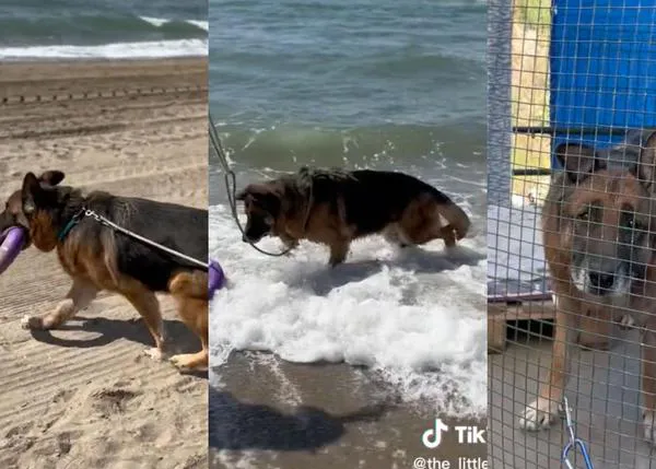 Den, el perro ucraniano viejito abandonado en España que ha conocido el mar y espera encontrar familia