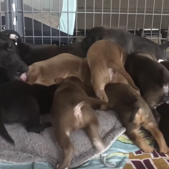 Reencuentro de una perra rescatada de la calle con sus …