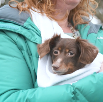 La nueva feliz vida de una salchicha que fue abandonada …