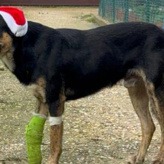 Buscan desesperadamente a Zepo, un perro recién rescatado y herido …