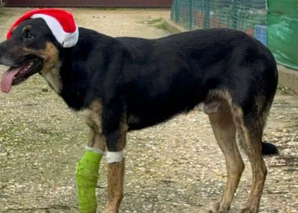 Buscan desesperadamente a Zepo, un perro recién rescatado y herido: entre Gibraleón y San Bartolomé (Huelva)