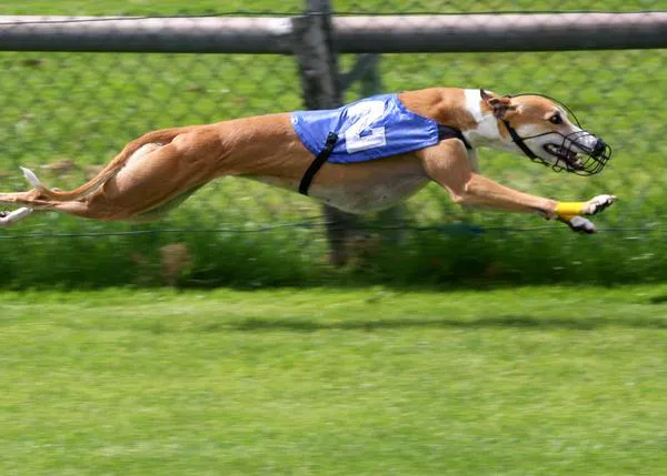 Más de 1000 galgos murieron en el Reino Unido el año pasado, el lado oscuro de las carreras de perros