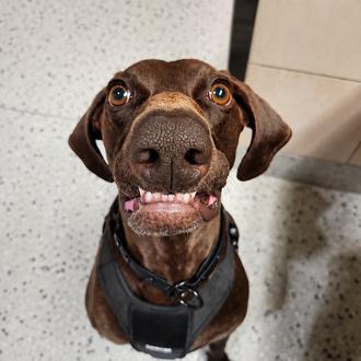 Bolt, un guapo y locuelo perro detector de explosivos, gana …