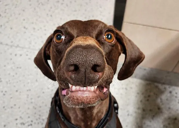 Bolt, un guapo y locuelo perro detector de explosivos, gana el concurso al perro más adorable de la TSA