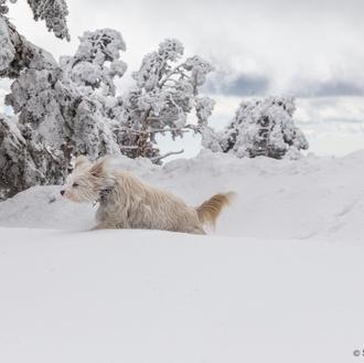 Nieve, frío y perros: algunos consejos básicos para los paseos …